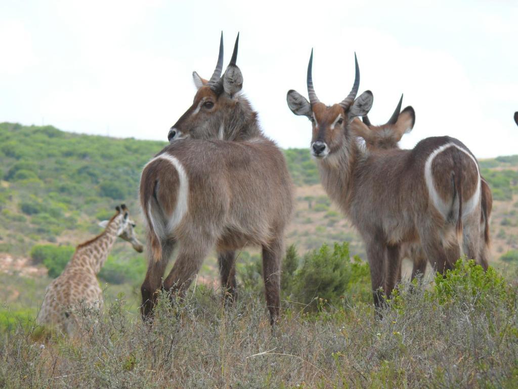 Nyaru Game Lodge Brandwag Exteriér fotografie